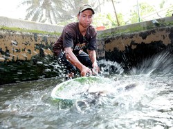 Pengusaha Ingin Kredit Bank Sampai ke Sektor Budidaya Ikan