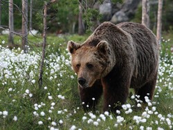 Menginap di Hotel Dekat Sarang Beruang, Mau?