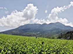 Teh Kualitas Premium Kurang Laku di RI