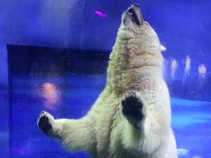 Duh Kasihan, Beruang Kutub Dikurung Dalam Mal di China