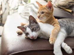Dinas KPKP DKI Catat Ada 21 Ekor Kucing Mati Mendadak di Sunter Jakut
