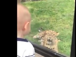 Gemas! Video Turis Cilik Main Bareng Cheetah Jadi Viral di Sosmed