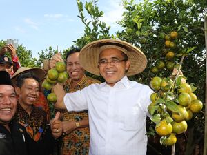 Buah Jeruk Jadi Komoditi Andalan Banyuwangi