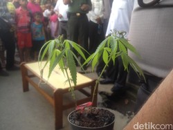 Kampung Narkoba di Medan Digerebek, Petugas Temukan Tanaman Ganja