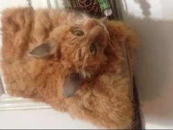 Kompetisi Bar-bar untuk Anak di Selandia Baru: Membunuh Kucing