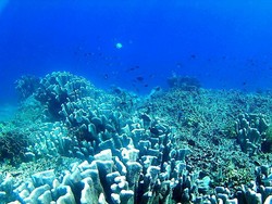 Saingan Baru Raja Ampat Ada di Pulau Amsterdam, Papua Barat