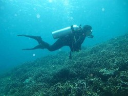 Orang Singapura-Malaysia Jatuh Cinta kepada Labuan Bajo