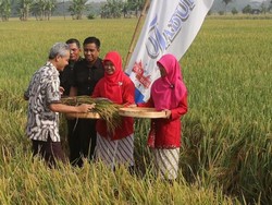 Panen Raya, Gubernur Ganjar Dicurhati Warga Soal Raskin Buruk