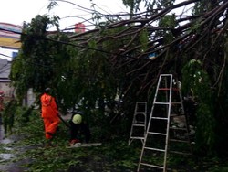 Pohon Tumbang Timpa Kabel Listrik di Cipayung Jakarta Timur