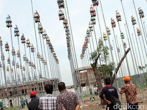 Ratusan Perkutut Berebut Piala Bupati Pasuruan