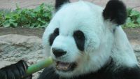 Ketika Panda Ada di Thailand