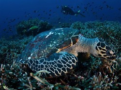 Warga Singapura-Malaysia Makin Pede Jual Paket Labuan Bajo