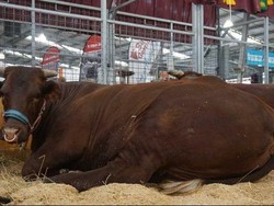 Petani Australia Jelaskan Alasan Mengapa Sapi Indonesia Terlihat Kurus