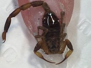 Ada Nail Art Berhias Bangkai Kalajengking Sampai Kulit Ular, Berani Coba?