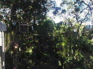 Jembatan Kanopi yang Menegangkan di Kalimantan