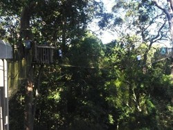 Jembatan Kanopi yang Menegangkan di Kalimantan