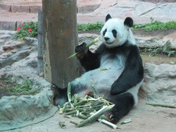 Ada Panda, Tapi di Thailand