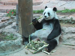 Ada Panda, Tapi di Thailand Ada Panda, Tapi di Thailand