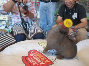 Kelinci di Thailand Bisa Angkat Barbel & Dorong Troli Kelinci di Thailand Bisa Angkat Barbel & Dorong Troli