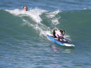 Kontes Surfing Khusus Anjing, Atraksi Wisata Unik di Pantai AS