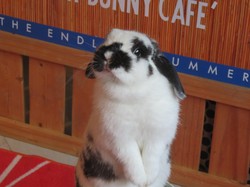 Bermain di Kafe Kelinci Satu-satunya di Thailand