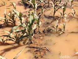 Tak Hanya Cemari Pantai, Luapan Sungai Katak Rendam 50 Hektar Tanaman