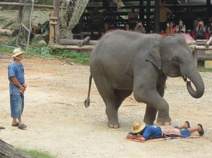 Di Balik Derita Corona, Ada Gajah-gajah yang Bahagia