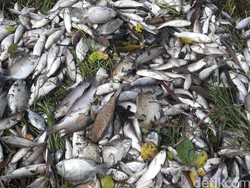 Ribuan Ikan di Muara Sungai Bengkulu Tengah Mati, Diduga Keracunan Limbah