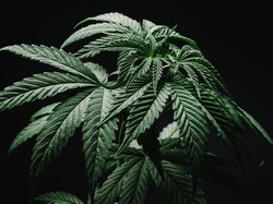 Tahun Depan, Thailand Akan Cabut Status Bebas Konsumsi Ganja