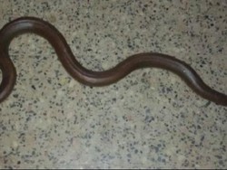 Polisi India Selamatkan Ular Berkepala Dua dari Penyelundup