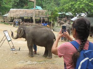 Gajah Thailand Main Bola Itu Biasa, Gajah yang Ini Melukis!