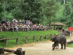 Aksi Gajah Thailand, Dari Main Bola Sampai Melukis