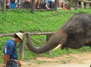 Wow! Gajah di Thailand Bisa Melukis dan Main Bola