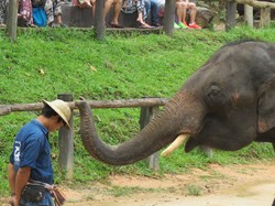 Wow! Gajah di Thailand Bisa Melukis dan Main Bola