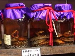 Kuliner Ekstrem di Jepang: Sake Ular