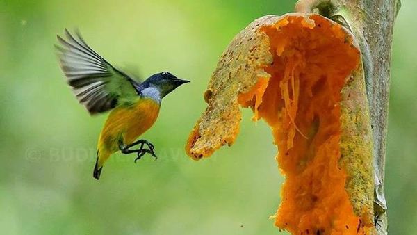 Berburu Burung Bersenjatakan Kamera