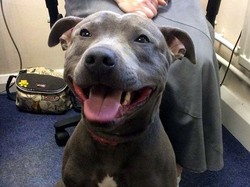 Hilang 8 Bulan, Anjing Ini Ditemukan di Bandara Manchester