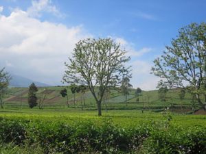 Menengok Desa Tarumajaya, Tempat Hulu Citarum Berada