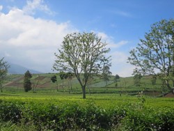 Menengok Desa Tarumajaya, Tempat Hulu Citarum Berada