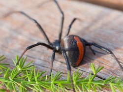 Bukan Karena Lapar, Mahasiswa Ini Telepon Layanan Pesan Antar untuk Usir Laba-laba