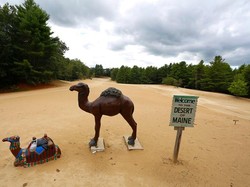 Cuma di AS, Ada Gurun Pasir di Tengah Hijaunya Hutan Pinus