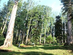 Weekend ke Kebun Raya Baturraden Yuk!