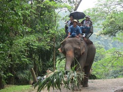Video Serunya Naik Gajah di Chiang Mai