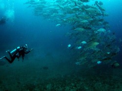 Yuk, Dukung Indonesia Menjadi Top Dive Destination 2017!