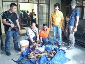 2 Orang yang Ditangkap BBKSDA Riau akan Jual Kulit Harimau Rp 60 Juta