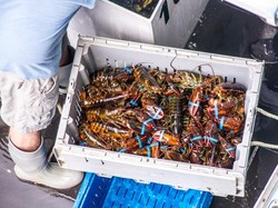 Ratusan Nelayan di Jember Disinyalir Masih Berburu Bayi Lobster