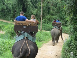 Ketika Wisata Naik Gajah & Nonton Lumba-lumba Mulai Dibatasi