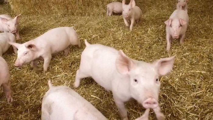 Ilustrasi babi/Foto: Australia Plus ABC Ilustrasi babi/Foto: Australia Plus ABC