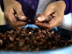 Indonesia Ingin Jadi Produsen Kakao Terbesar Kedua Dunia