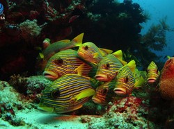 Dukung Dives Site Indonesia agar Jadi Langganan Juara Dunia